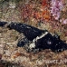 crocodilefish_flathead_pc_h_0705_png1987.jpg
